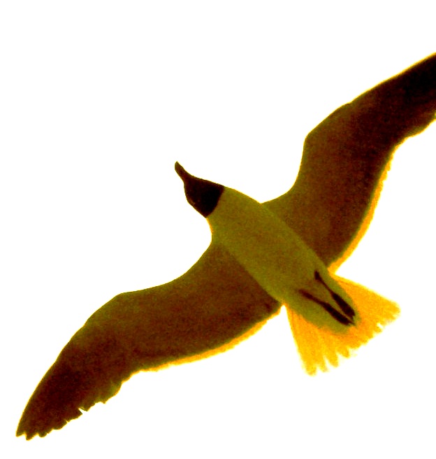 gaviota