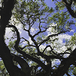 JU Centennial Oak