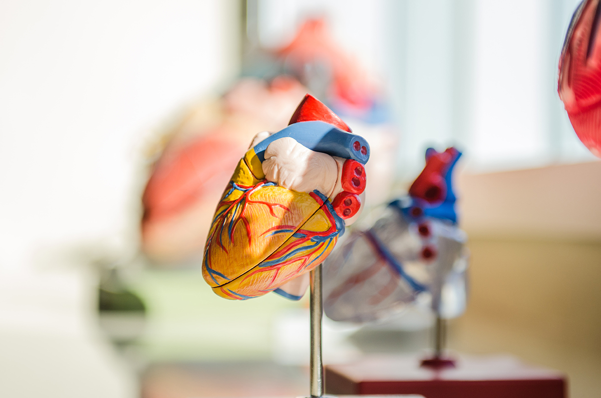 Anatomical replica of the heart