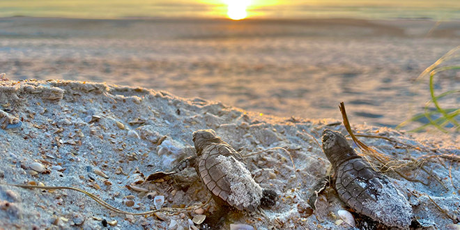 A Full Circle Mission - New Sea Turtle Program Makes Waves in First Season