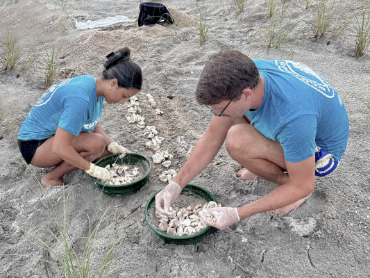 students work on sea turtle conservation activities at the beach