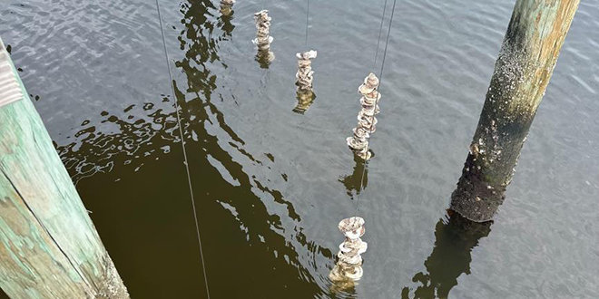Restoring the Reef - MSRI and St. Johns Riverkeeper partner to restore oyster reefs