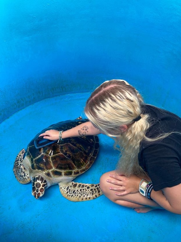 Sadie brushing sea turtle